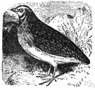 quail - flesh of quail