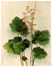 genus Heuchera - genus of North American herbs with basal cordate or orbicular leaves and small panicled flowers