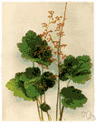 heuchera - genus of North American herbs with basal cordate or orbicular leaves and small panicled flowers