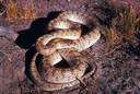 Arizona elegans - nocturnal burrowing snake of western United States with shiny tan scales
