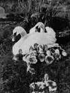 cygnet - a young swan