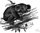 native bear - sluggish tailless Australian arboreal marsupial with grey furry ears and coat