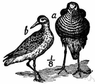 genus Philomachus - ruffs