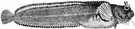 prickleback - small elongate fishes of shallow northern seas