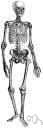 appendicular skeleton - the part of the skeleton that includes the pectoral girdle and the pelvic girdle and the upper and lower limbs