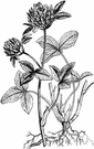 Trifolium stoloniferum - clover of western United States