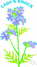 cuckoo flower - a bitter cress of Europe and America