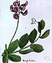 beach pea - wild pea of seashores of north temperate zone having tough roots and purple flowers and useful as a sand binder