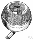 choroid coat - a highly vascular membrane in the eye between the retina and the sclera