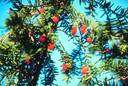 Podocarpus ferruginea - New Zealand conifer used for lumber