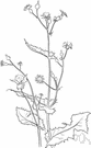 milkweed - annual Eurasian sow thistle with soft spiny leaves and rayed yellow flower heads