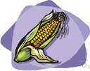 dent corn - corn whose kernels contain both hard and soft starch and become indented at maturity