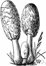 shaggymane - common edible mushroom having an elongated shaggy white cap and black spores