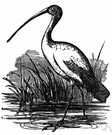 Threskiornis aethiopica - African ibis venerated by ancient Egyptians