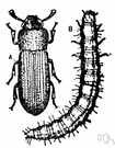 flour beetle - an insect that infests flour and stored grains