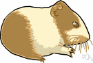 gerbille - small Old World burrowing desert rodent with long soft pale fur and hind legs adapted for leaping