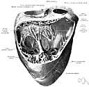 Ventricle of larynx - definition of Ventricle of larynx by ...