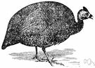 genus Numida - guinea fowl