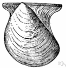 bivalve - marine or freshwater mollusks having a soft body with platelike gills enclosed within two shells hinged together