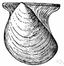 lamellibranch - marine or freshwater mollusks having a soft body with platelike gills enclosed within two shells hinged together
