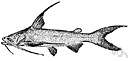 Ariidae - sea catfishes