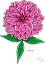 old maid - any of various plants of the genus Zinnia cultivated for their variously and brightly colored flower heads