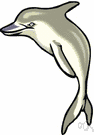 cetacean mammal - large aquatic carnivorous mammal with fin-like forelimbs no hind limbs, including: whales