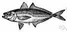horse mackerel - large elongated compressed food fish of the Atlantic waters of Europe