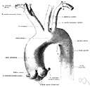 aortic valve - a semilunar valve between the left ventricle and the aorta