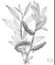 balsam willow - small shrubby tree of eastern North America having leaves exuding an odor of balsam when crushed