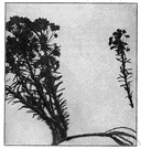 cypress spurge - Old World perennial having foliage resembling cypress