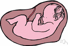 umbilical cord - membranous duct connecting the fetus with the placenta