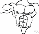 pectoral muscle - either of two large muscles of the chest
