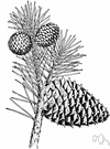 prickly pine - a small two-needled upland pine of the eastern United States (Appalachians) having dark brown flaking bark and thorn-tipped cone scales