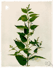 Scutellaria - an asterid dicot genus that includes the skullcaps