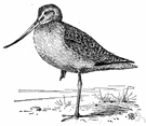 genus Limosa - godwits