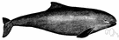 harbor porpoise - the common porpoise of the northern Atlantic and Pacific