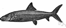 Albula vulpes - slender silvery marine fish found in tropical mud flats and mangrove lagoons
