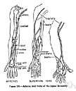 Basilic vein - definition of basilic vein by The Free Dictionary
