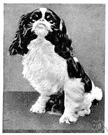 King Charles spaniel - a toy English spaniel with a black-and-tan coat