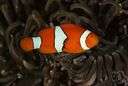 clown anemone fish - an anemone fish of the genus Amphiprion