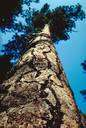 black pine - large two-needled timber pine of southeastern Europe