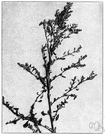 Chenopodium album - common weedy European plant introduced into North America