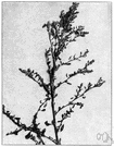wild spinach - common weedy European plant introduced into North America