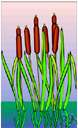swampy - (of soil) soft and watery