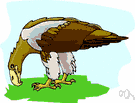 ern - bulky greyish-brown eagle with a short wedge-shaped white tail