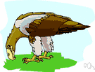 grey sea eagle - bulky greyish-brown eagle with a short wedge-shaped white tail