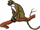 monkey - any of various long-tailed primates (excluding the prosimians)