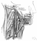 plexus - a network of intersecting blood vessels or intersecting nerves or intersecting lymph vessels