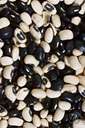 black bean - black-seeded bean of South America